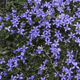 Пратия стебельковая County Park