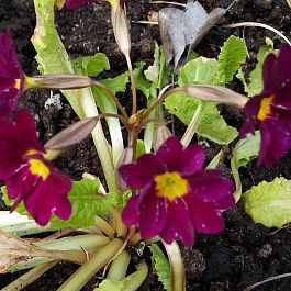 Примула высокая Пиано Виолет Примула высокая Пиано Виолет