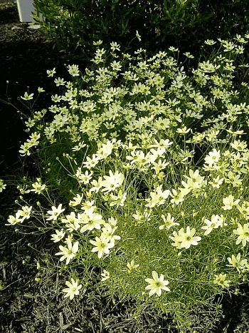 Кореопсис мутовчатый Moonbeam