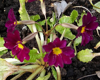 Примула высокая Пиано Виолет