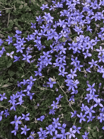 Пратия стебельковая County Park