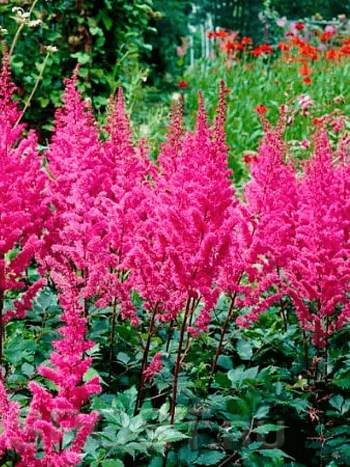 Астильба китайская Maggie Daley