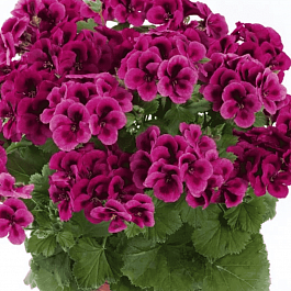 Пеларгония королевская Clarion Violet