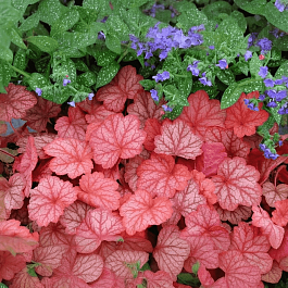 Гейхера Georgia Peach