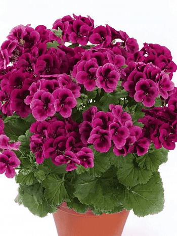 Пеларгония королевская Clarion Violet
