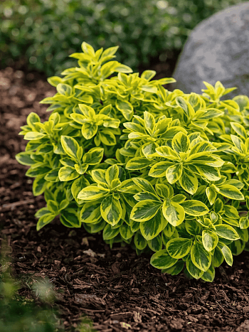 Бересклет Форчуна Emerald'n Gold