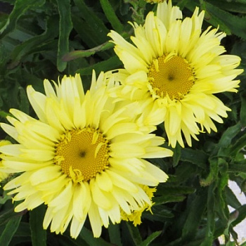 Нивяник великолепный Голдфинч Нивяник великолепный Голдфинч