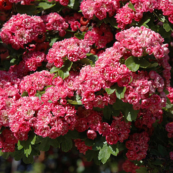 Боярышник морденский Тоба Боярышник морденский Тоба