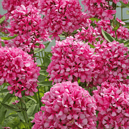 Флокс метельчатый Miss Ellie