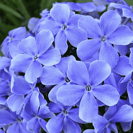 Флокс Ихтиандр