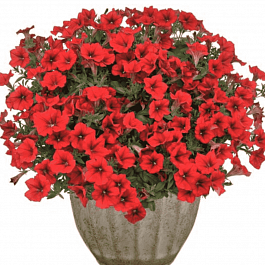 Петуния (сурфиния) Compact Dark red
