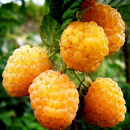 Малина желтоплодная Желтый гигант