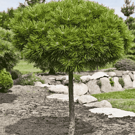 Сосна горная Mops штамб