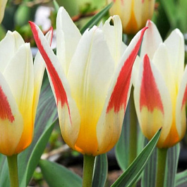 Тюльпан Кауфмана Иоганн Штраус НАБОР 2ШТ (10+10) Тюльпан Кауфмана Иоганн Штраус НАБОР 2ШТ (10+10)