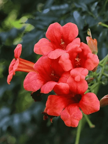 Кампсис укореняющийся Flamenco