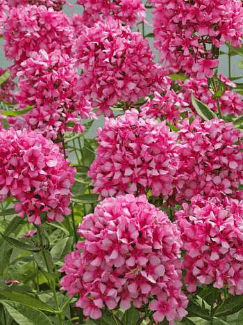 Флокс метельчатый Miss Ellie