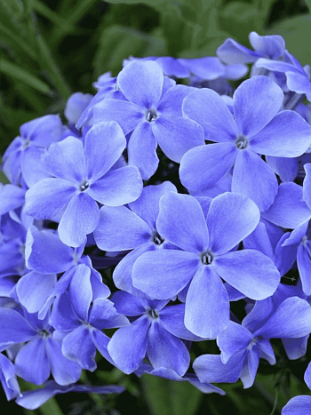 Флокс Ихтиандр