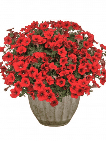 Петуния (сурфиния) Compact Dark red