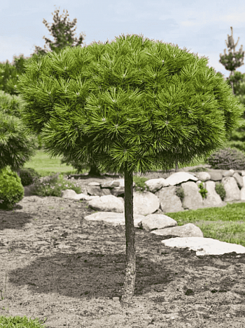 Сосна горная Mops штамб