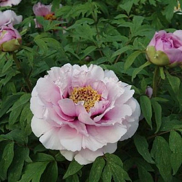 Пион древовидный Розовая пудра