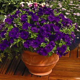 Петуния миллифлора Пикобелла Блю