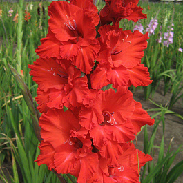 Гладиолус гофрированный Файр Крекер