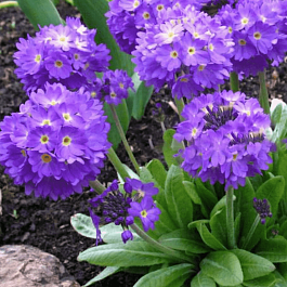 Примула мелкозубчатая Cashmeriana