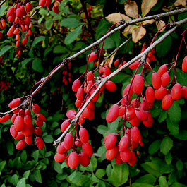 Барбарис обыкновенный Вульгарис