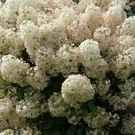 Гортензия метельчатая Bobo