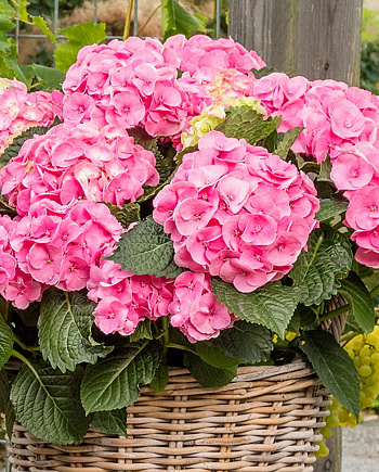 Гортензия крупнолистовая Рембрандт Дольче Чик Гортензия крупнолистовая Рембрандт Дольче Чик