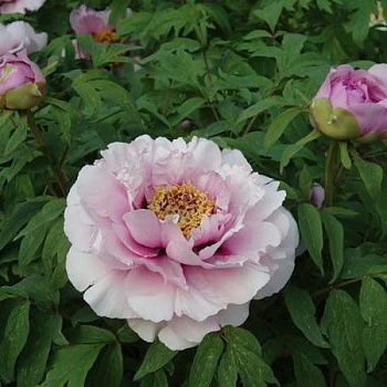 Пион древовидный Розовая пудра