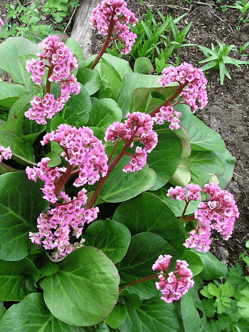 Бадан сердцелистный Winterglut