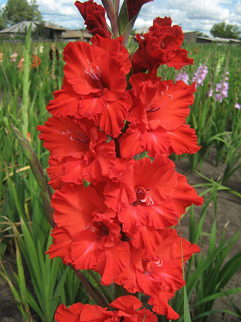 Гладиолус гофрированный Файр Крекер