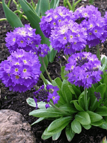 Примула мелкозубчатая Cashmeriana