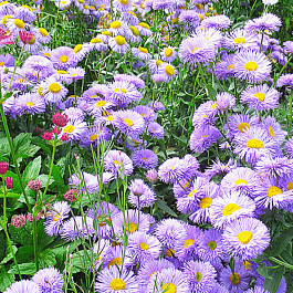 Эригерон красивый Azure Beauty