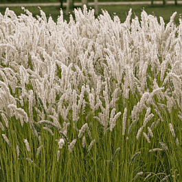 Перловник реснитчатый