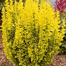 Барбарис Тунберга Maria