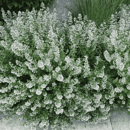 Душевик котовниковый Marvelette White