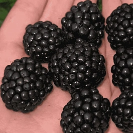 Ежевика садовая Jumbo