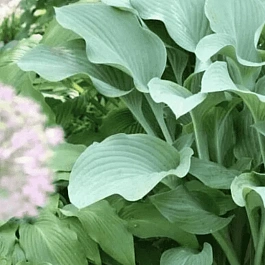 Хоста Krossa Regal