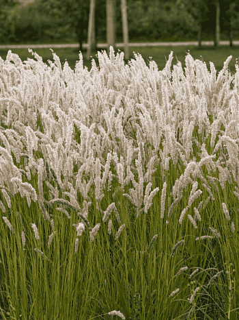 Перловник реснитчатый