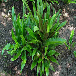 Асплениум Сколопендриум