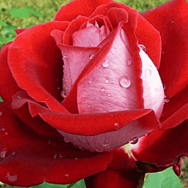 Роза чайно-гибридная Luxor