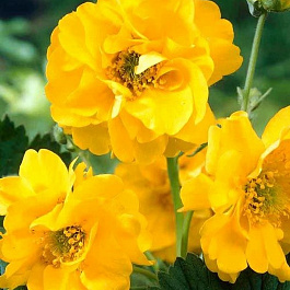 Гравилат чилийский Леди Штратэдэн