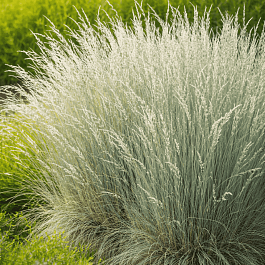 Овсяница валийская Glaucantha