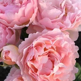 Роза чайно-гибридная  Princesse Charlene de Monaco