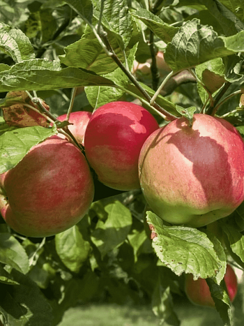 Яблоня Жигулевское