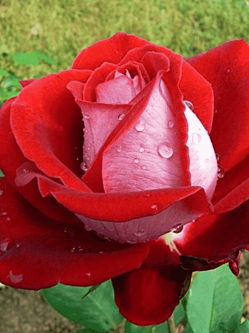 Роза чайно-гибридная Luxor