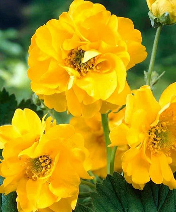 Гравилат чилийский Леди Штратэдэн Гравилат чилийский Леди Штратэдэн