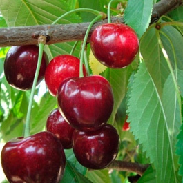 Вишня обыкновенная Превосходная Колесниковой